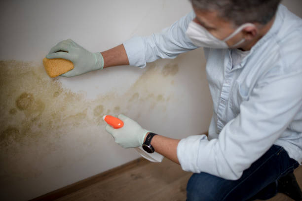 Best Black Mold Removal  in Bloomfield, IA